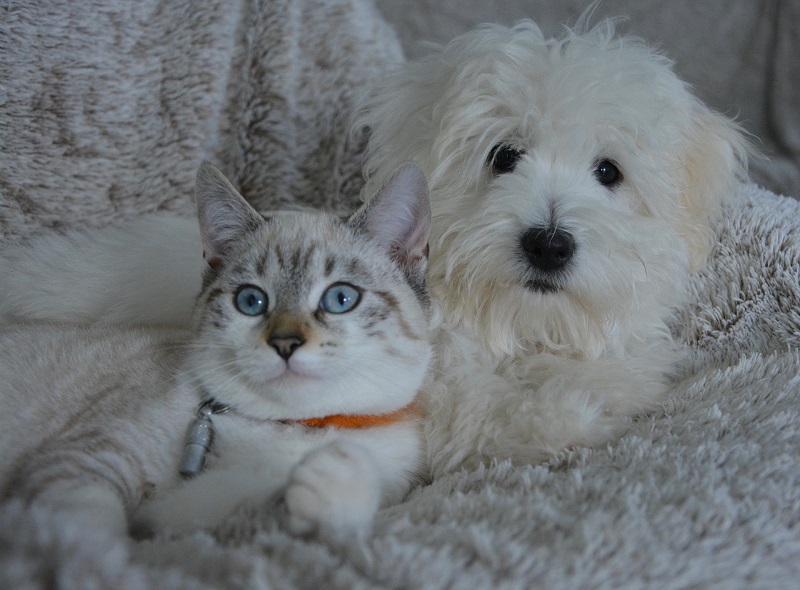 Tips For Pets With Noise Phobia - Huntley Animal Care